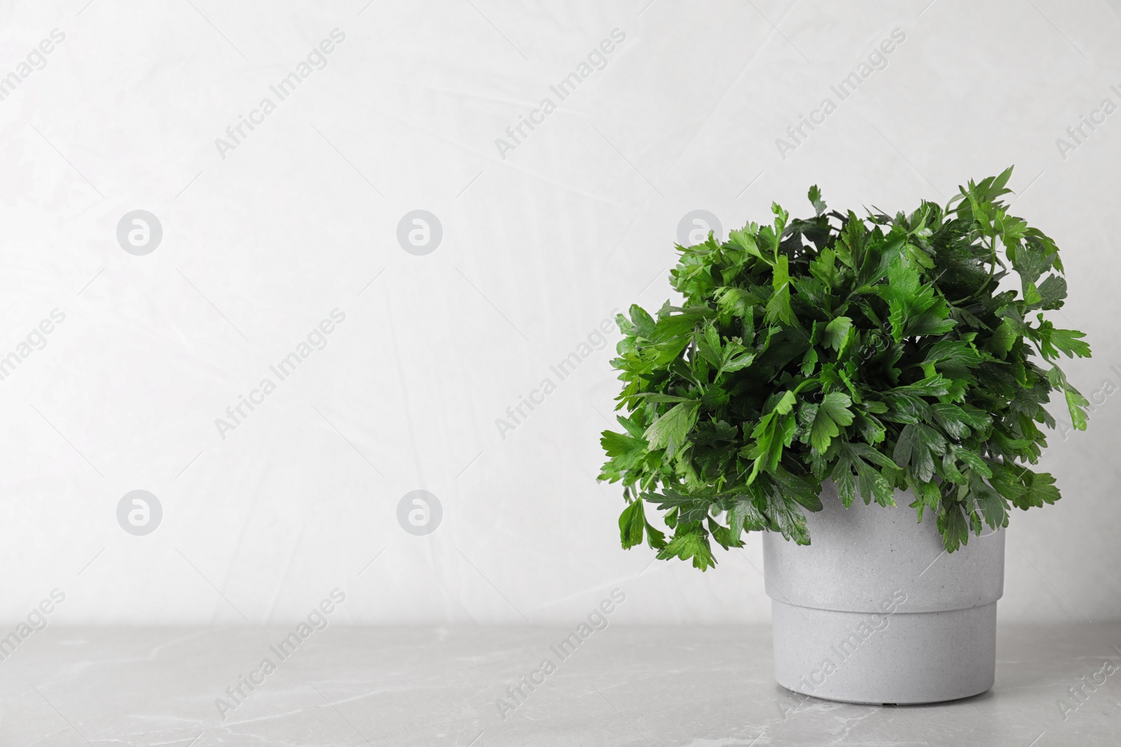 Photo of Seedling of aromatic fresh parsley in pot on light grey marble table. Space for text