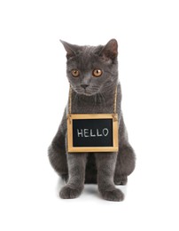 Image of Adorable cat with Hello sign on white background