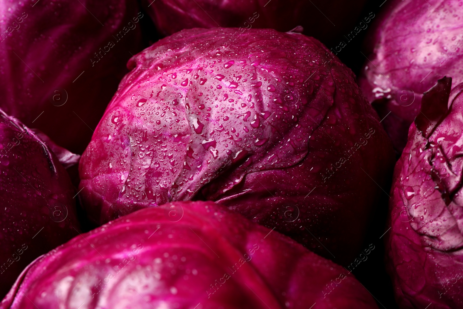 Photo of Many fresh ripe red cabbages as background, closeup