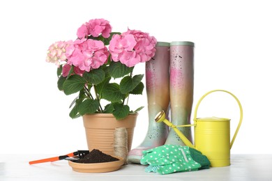 Beautiful potted plant and gardening equipment on wooden table against white background