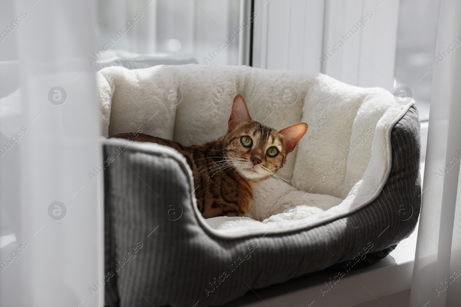 Photo of Cute Bengal cat lying on pet bed on windowsill at home