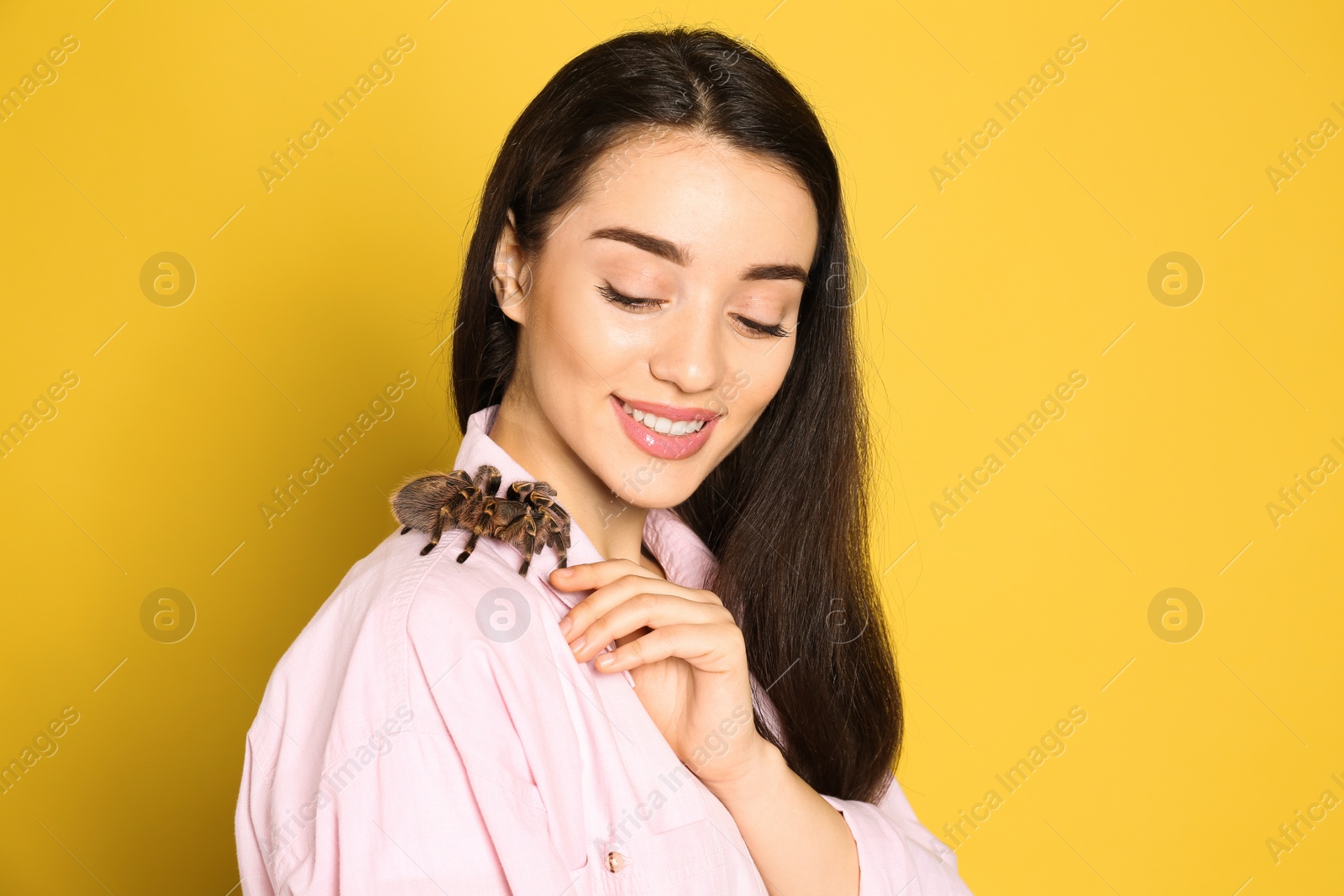 Photo of Woman holding striped knee tarantula on yellow background. Exotic pet