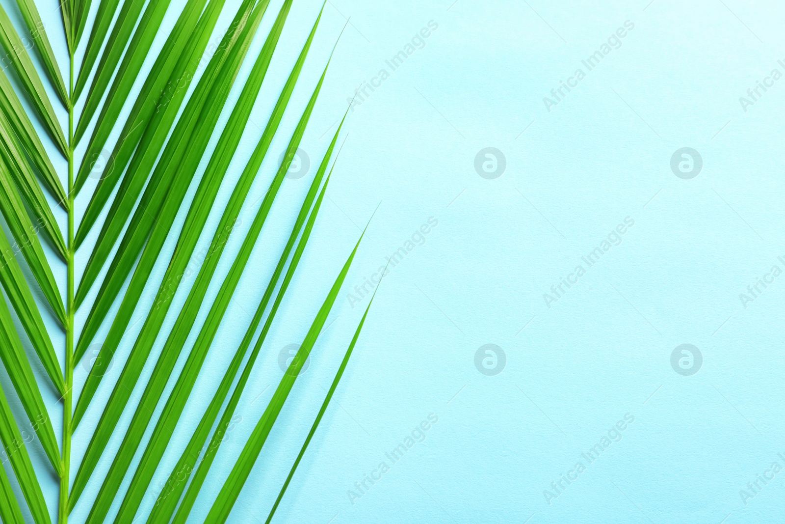 Photo of Beautiful tropical Sago palm leaf on color background, top view