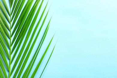 Beautiful tropical Sago palm leaf on color background, top view