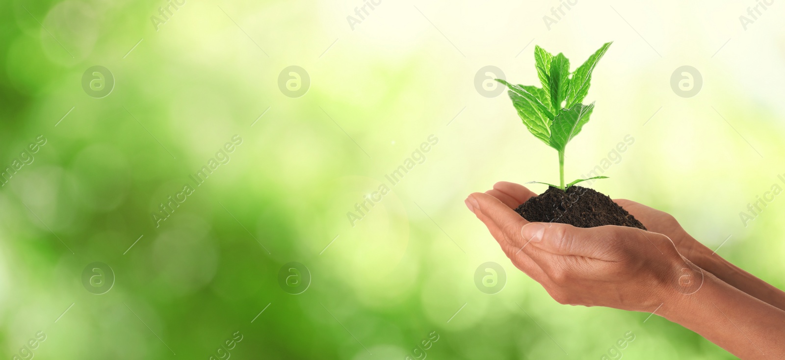 Image of Closeup view of woman holding small plant in soil on blurred background, banner design with space for text. Ecology protection