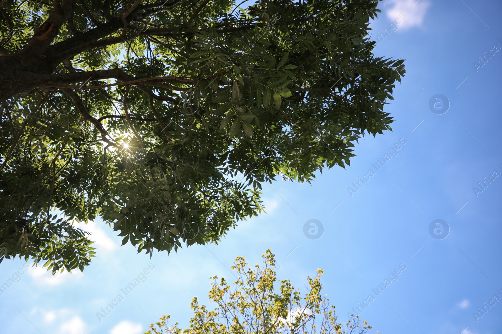 Photo of Green trees on sunny day, bottom view