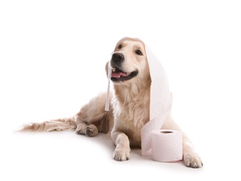 Photo of Cute dog playing with roll of toilet paper on white background