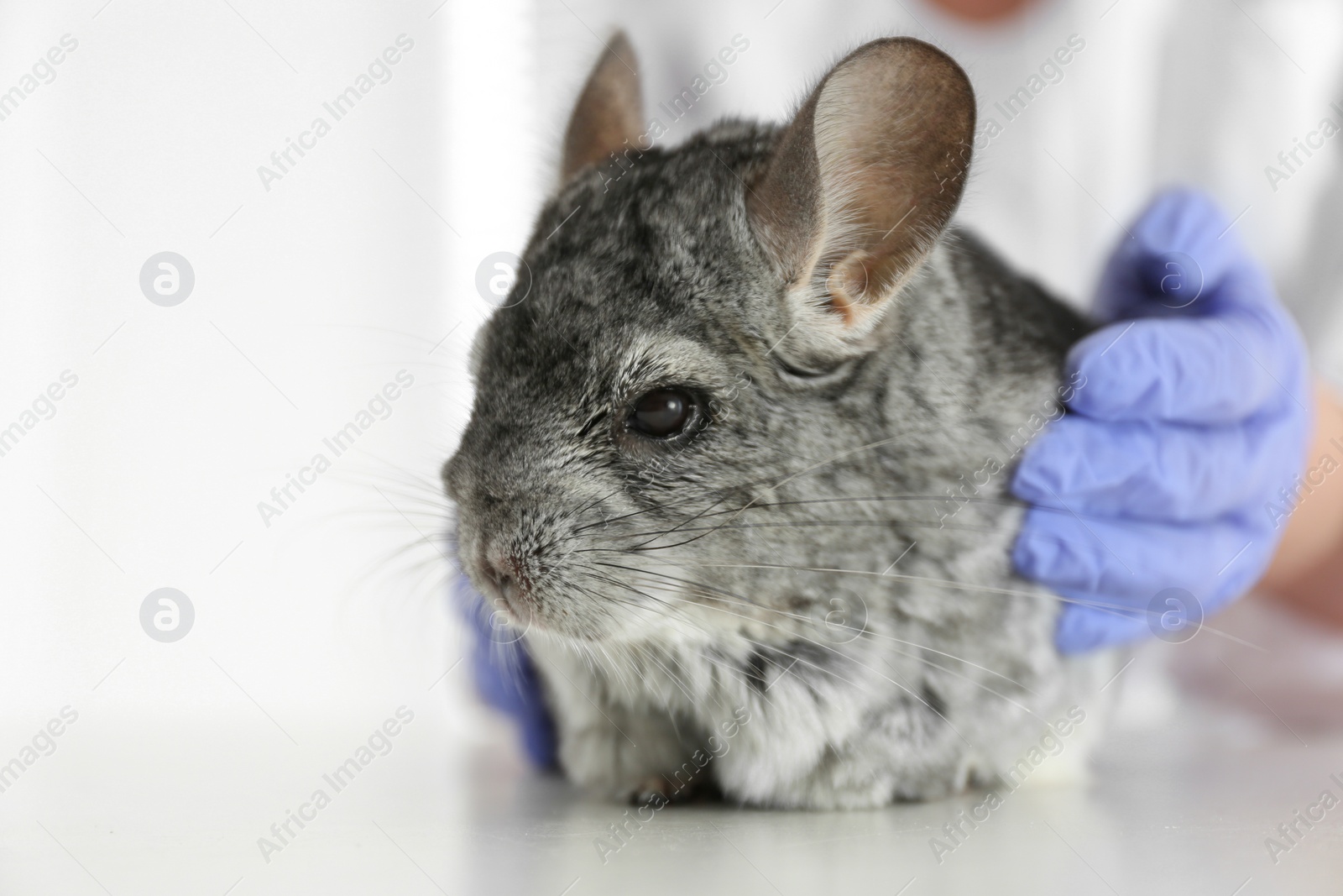 Photo of Veterinarian doctor examining cute chinchilla at white table, closeup