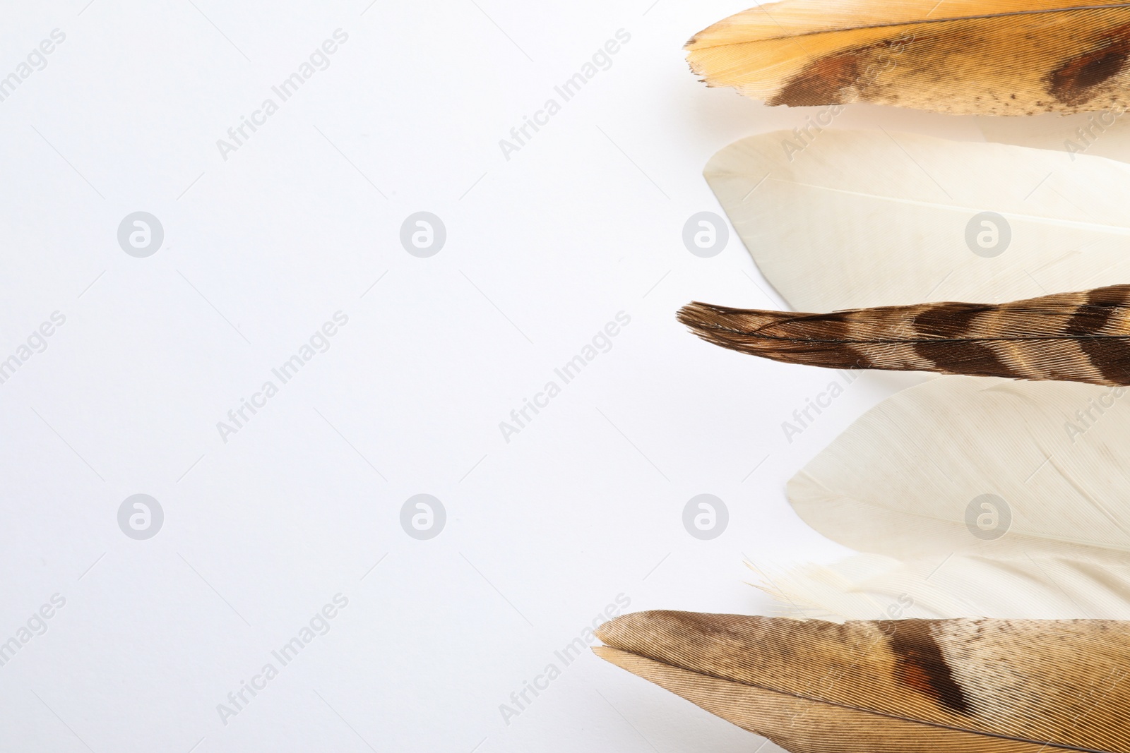 Photo of Many beautiful bird feathers on white background, flat lay. Space for text