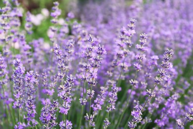 Photo of Beautiful lavender flowers growing in field, closeup