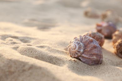 Different seashells on sandy beach. Space for text