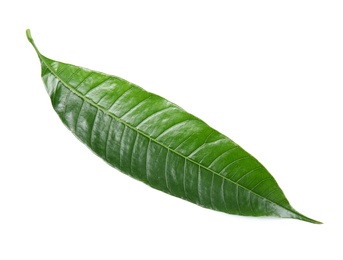 Photo of Fresh green mango leaf on white background