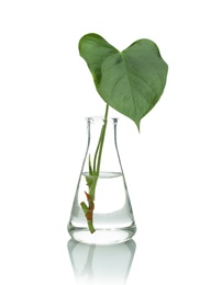 Flask with exotic plant isolated on white. Organic chemistry