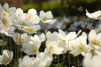 Photo of Beautiful blossoming Japanese anemone flowers outdoors on spring day