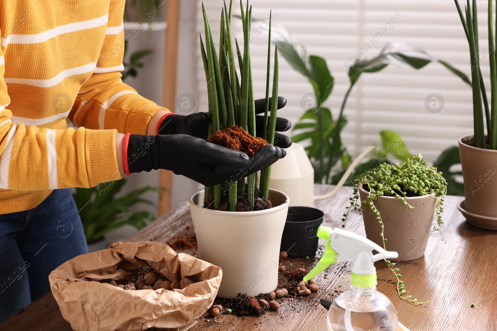 Photo of Woman transplanting houseplant into new pot at wooden table indoors, closeup