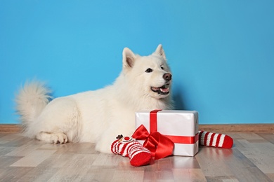 Cute dog with socks and Christmas gift on floor near color wall