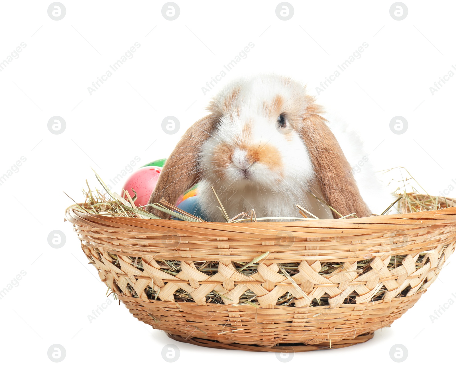 Photo of Cute bunny in wicker basket with Easter eggs on white background