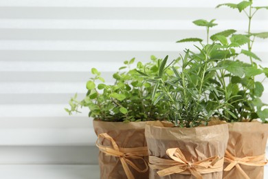 Different aromatic potted herbs on windowsill indoors, closeup. Space for text