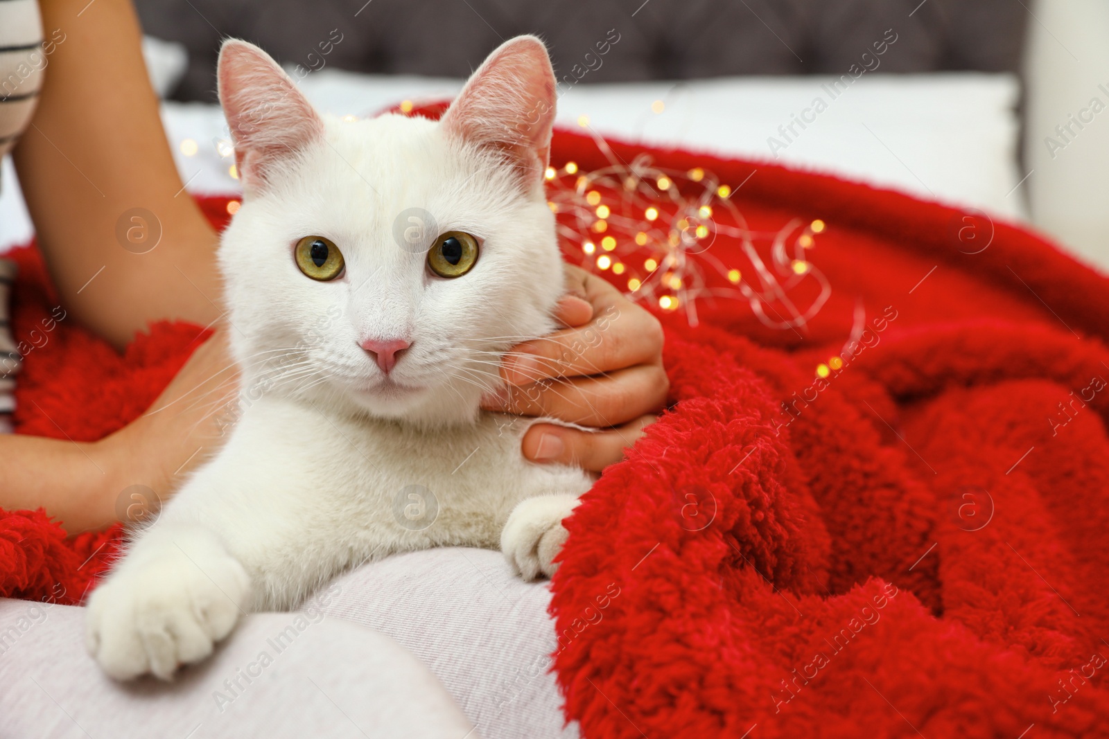 Photo of Cute white cat with owner at home. Cozy winter