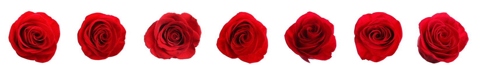 Image of Set of beautiful red roses on white background. Banner design 