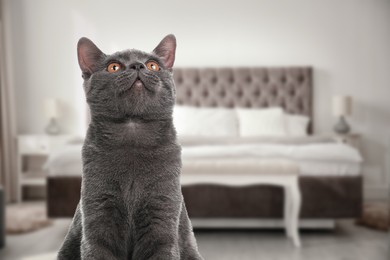 Image of Lovely grey cat in bedroom, space for text. Pet friendly hotel