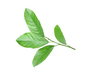 Photo of Fresh twig with green citrus leaves on white background