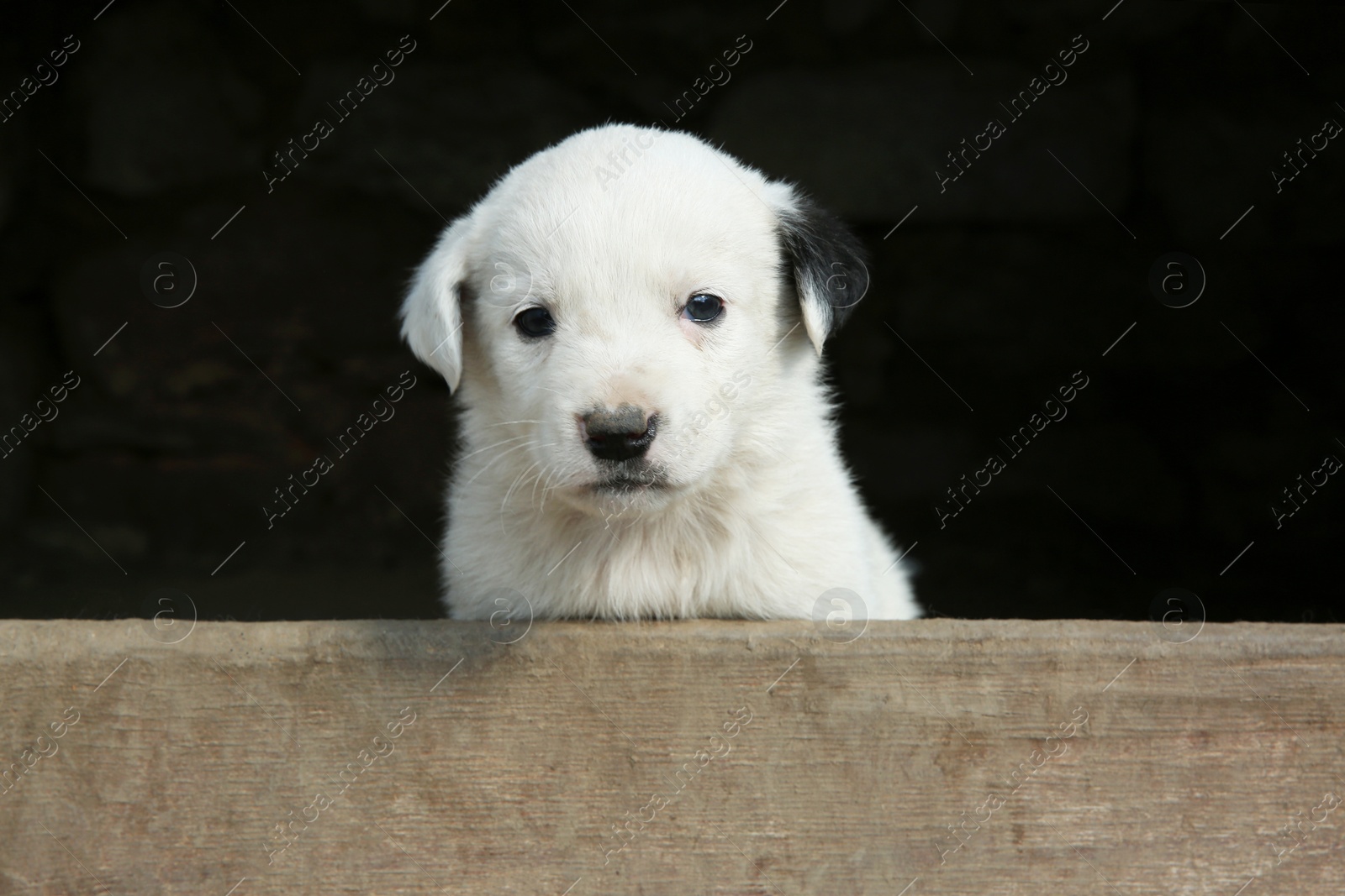 Photo of Furry white stray puppy outdoors. Baby animal