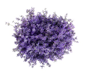 Bouquet of fresh lavender flowers on white background, top view