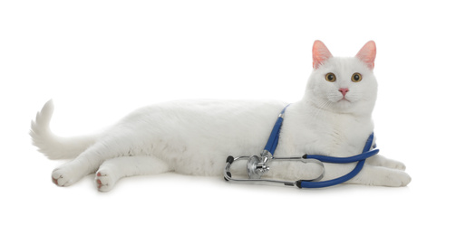 Photo of Cute cat with stethoscope as veterinarian on white background