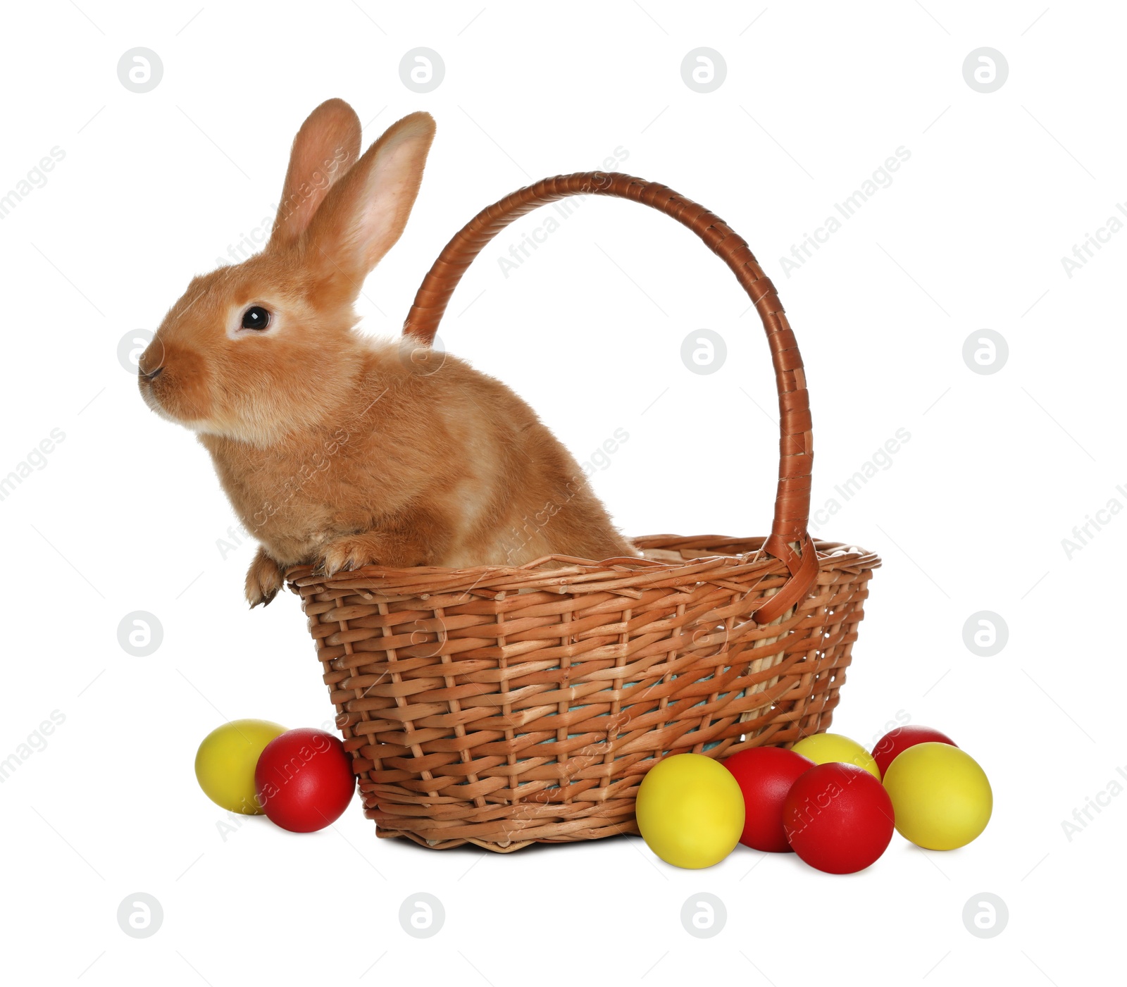 Photo of Adorable furry Easter bunny in wicker basket and dyed eggs on white background