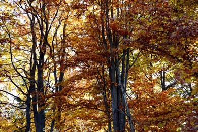Beautiful trees with golden leaves in forest. Autumn season