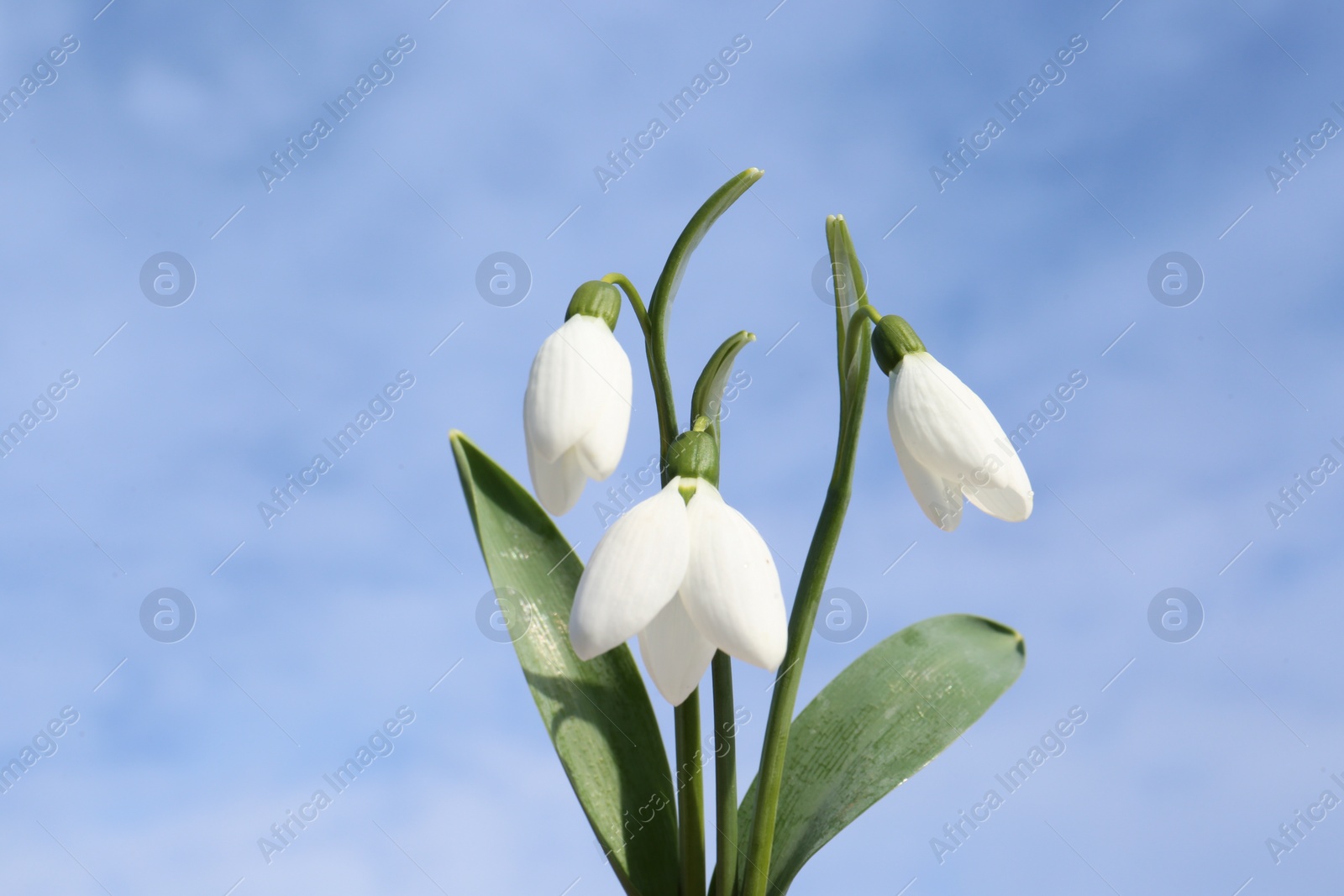 Photo of Beautiful blooming snowdrops against blue sky. Spring flowers