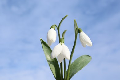 Beautiful blooming snowdrops against blue sky. Spring flowers