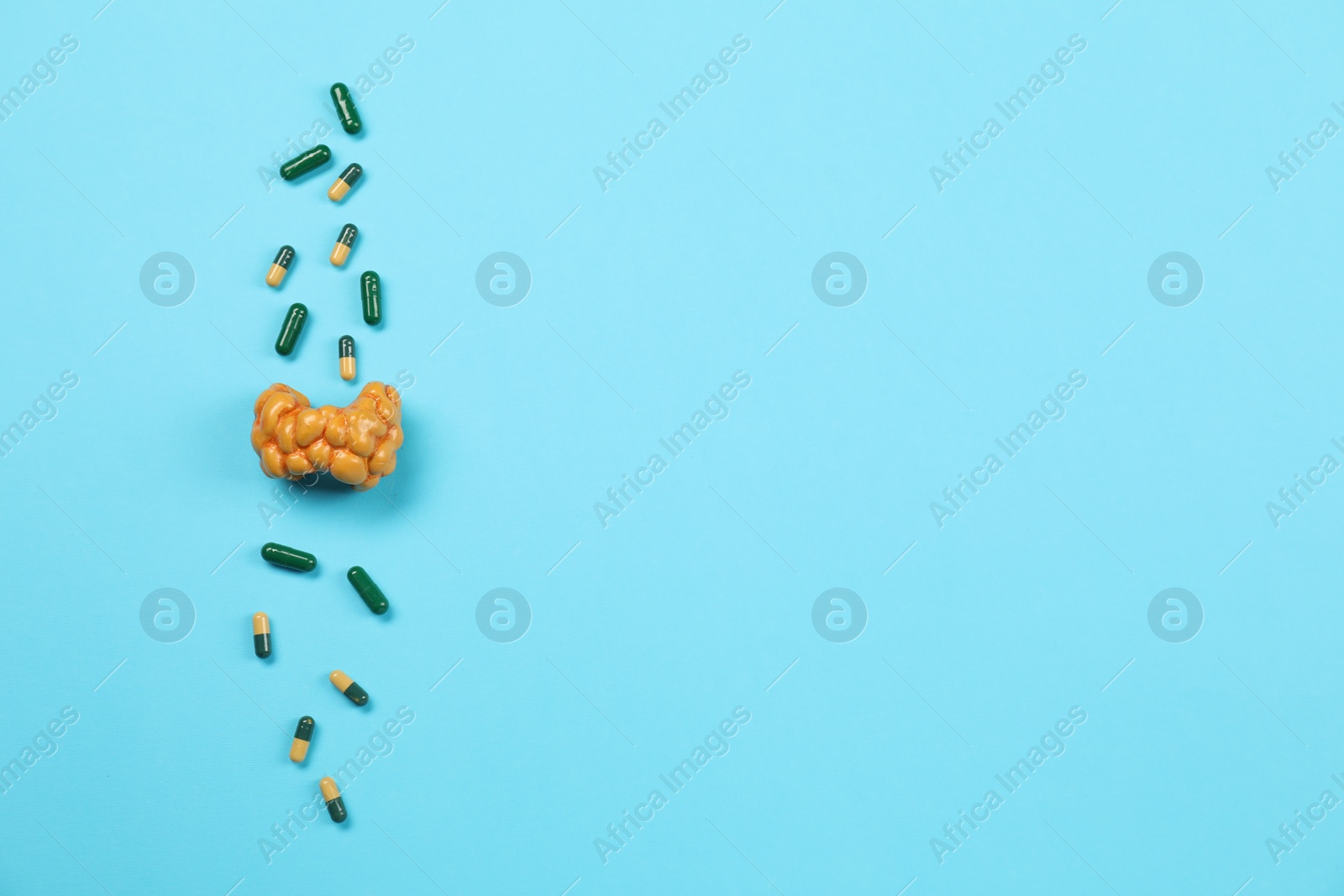 Photo of Endocrinology. Capsules and model of thyroid gland on light blue background, top view. Space for text