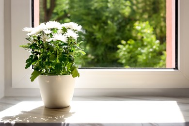 Photo of Beautiful potted chrysanthemum flowers on white window sill indoors. Space for text