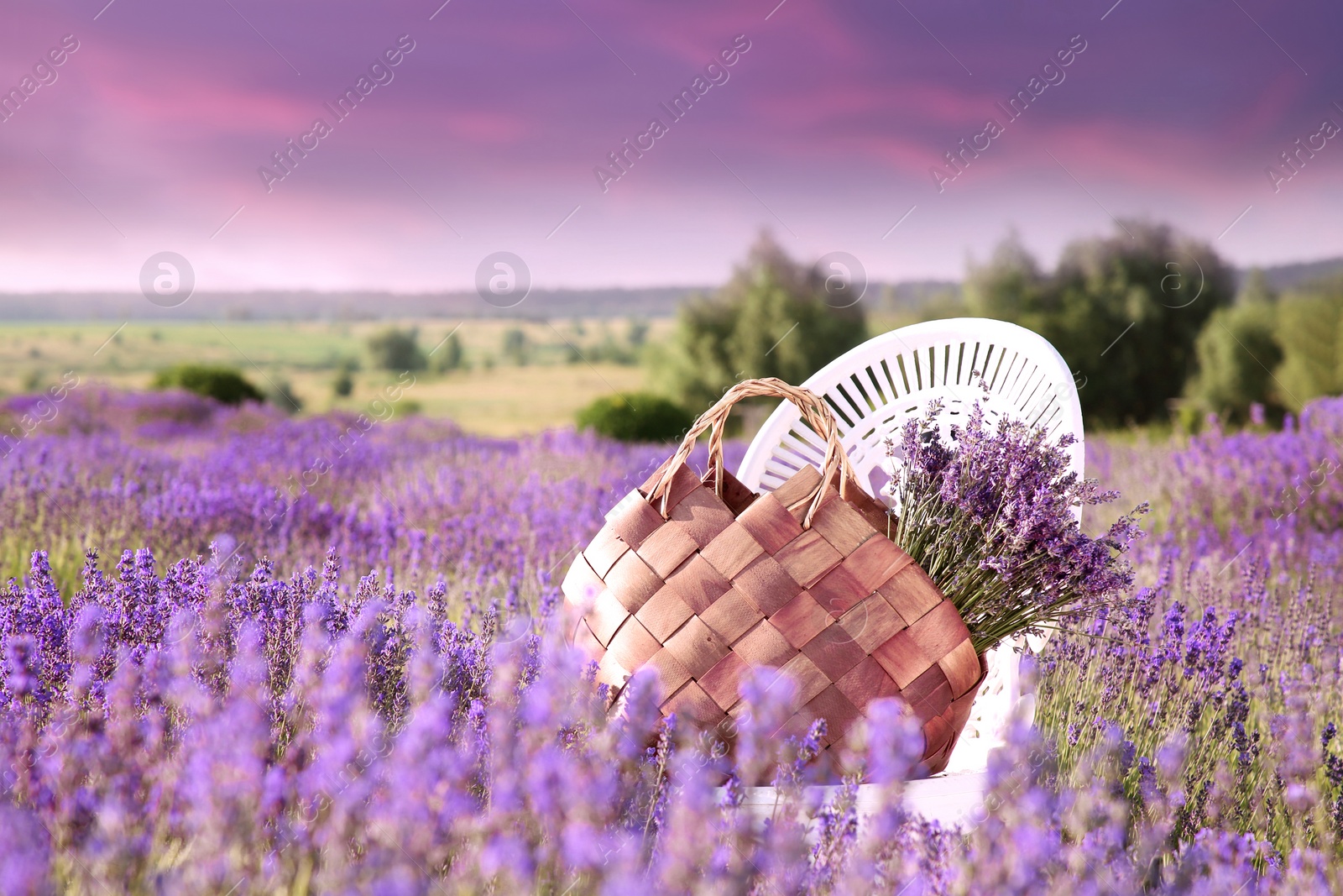 Image of Wicker bag with beautiful lavender flowers on chair in field outdoors at sunset