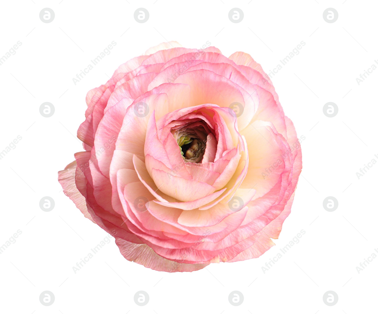 Photo of Beautiful fresh ranunculus flower isolated on white