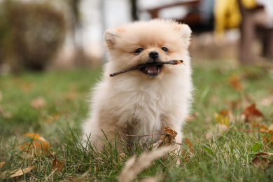 Photo of Cute fluffy dog playing with stick in autumn park