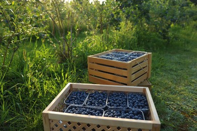 Boxes of fresh blueberries on green grass outdoors. Seasonal berries