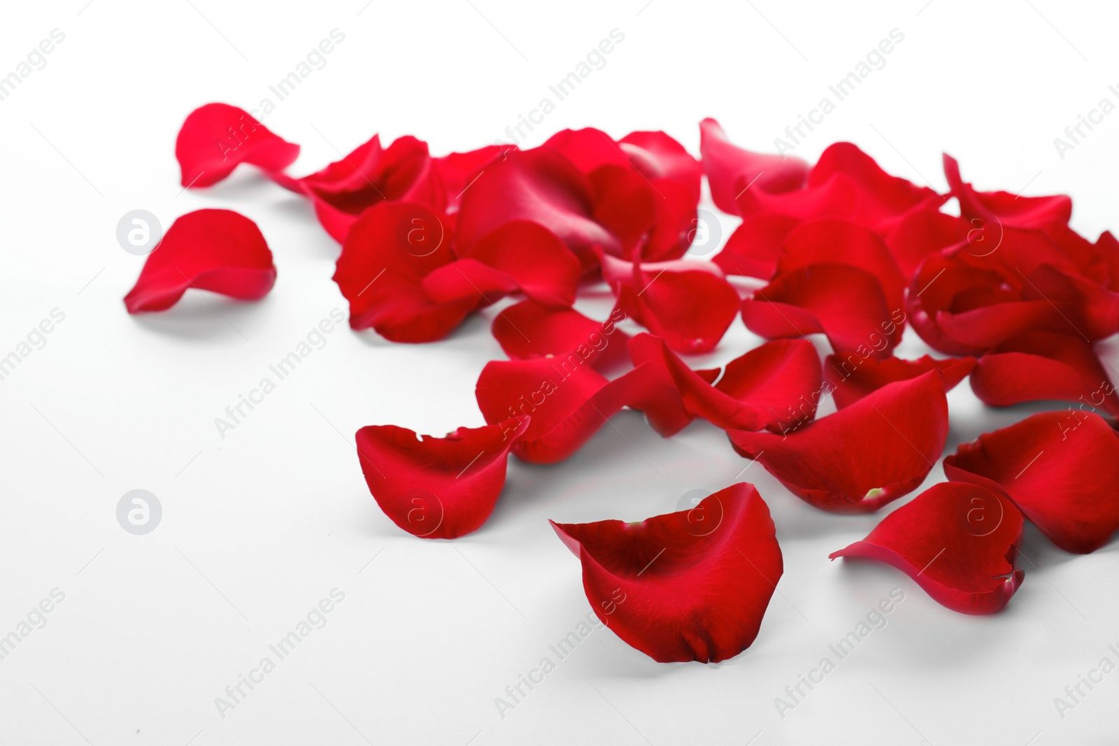 Photo of Fresh red rose petals on white background