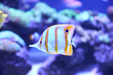 Beautiful copper banded butterfly fish in clear aquarium water