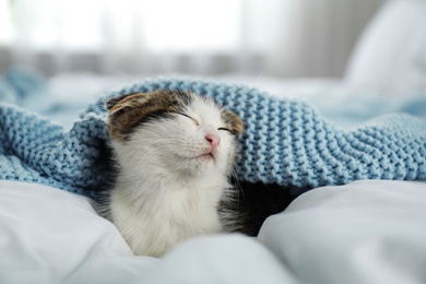 Adorable little kitten sleeping under plaid indoors