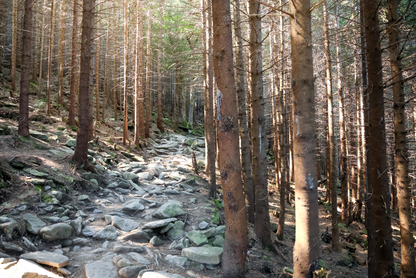 Photo of Picturesque view of beautiful coniferous forest on hill