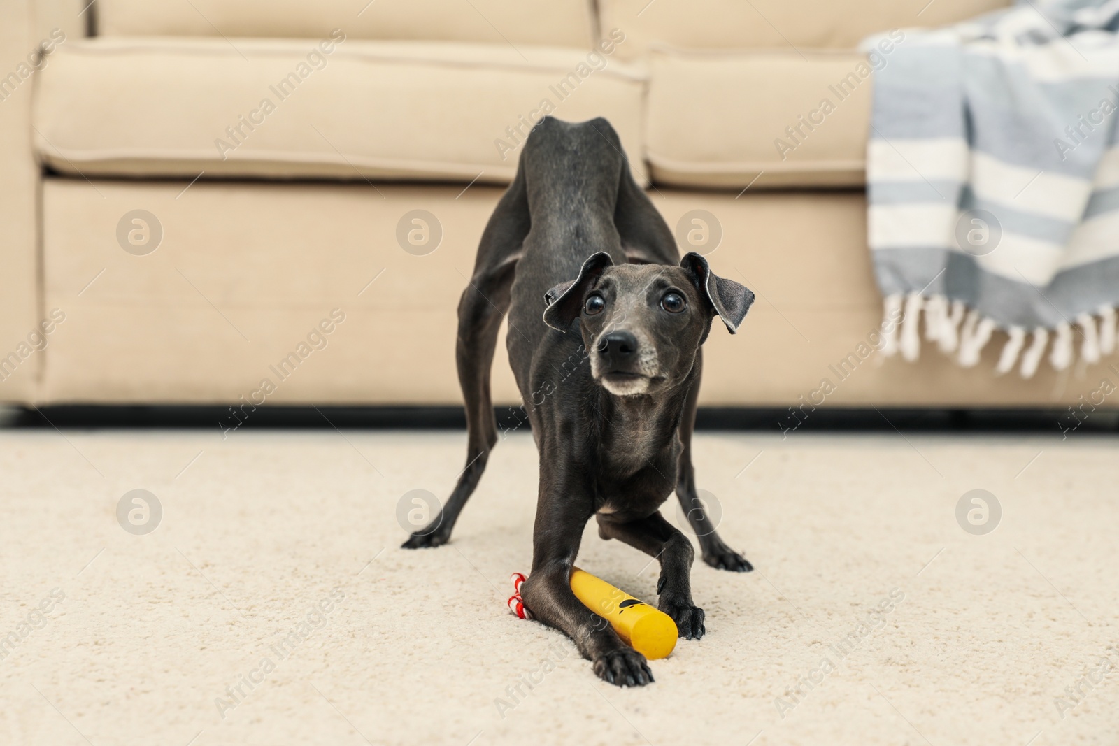 Photo of Italian Greyhound dog playing with toy at home