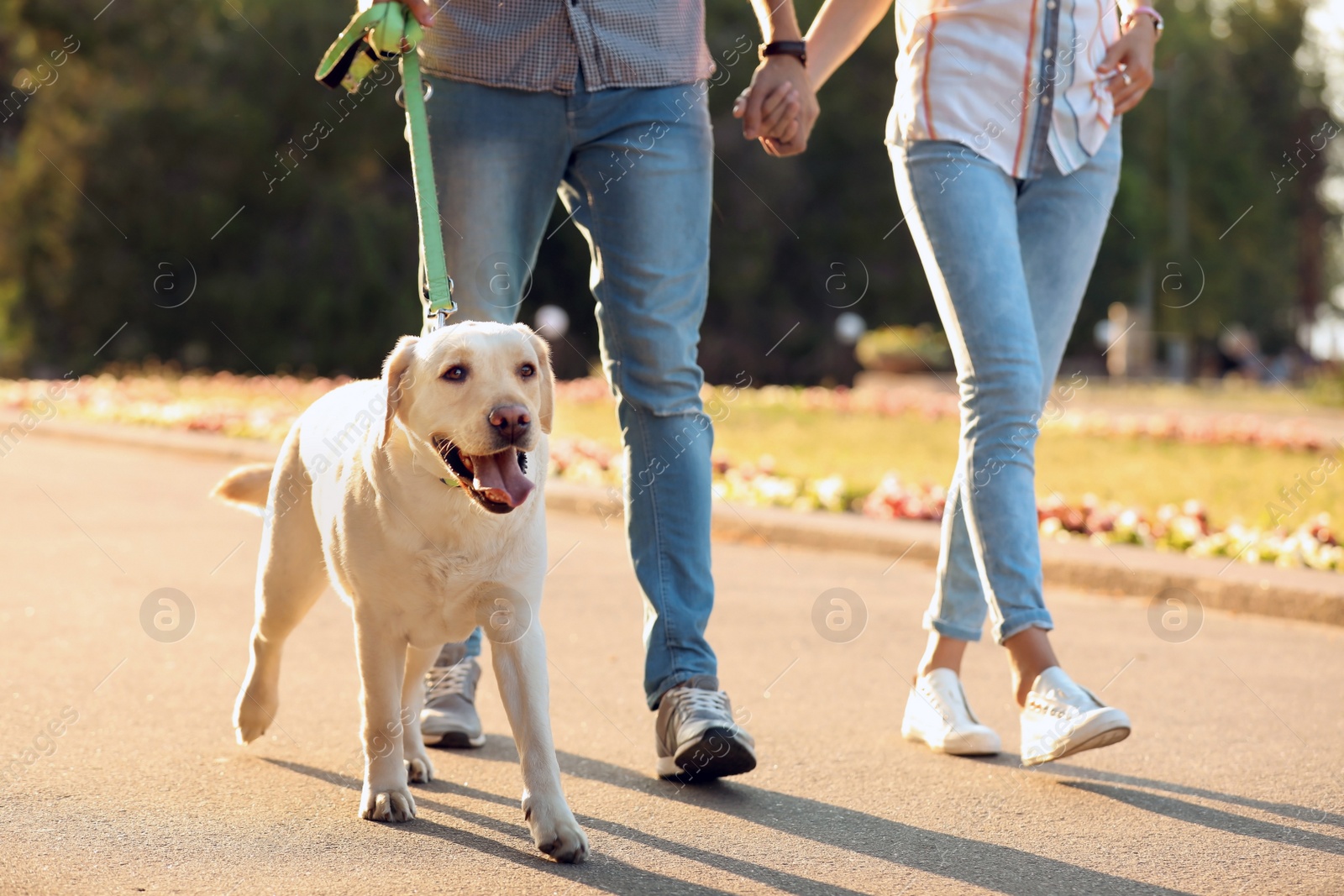 Photo of Owners walking their yellow labrador retriever outdoors