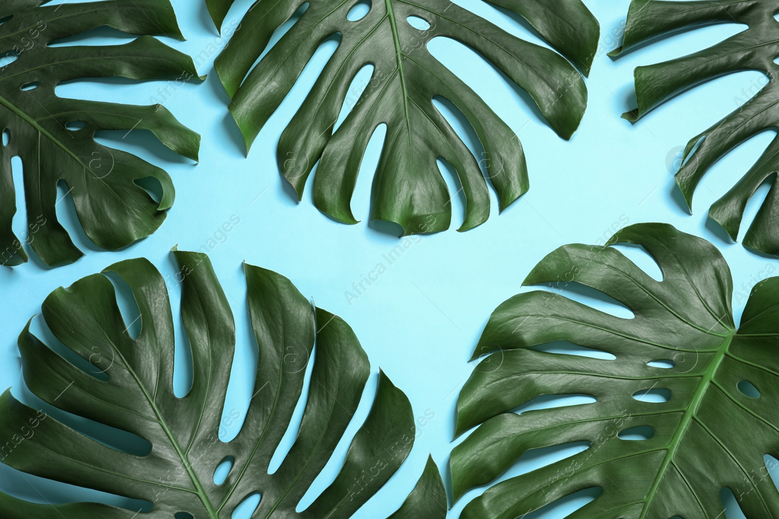 Photo of Green fresh monstera leaves on color background, flat lay. Tropical plant