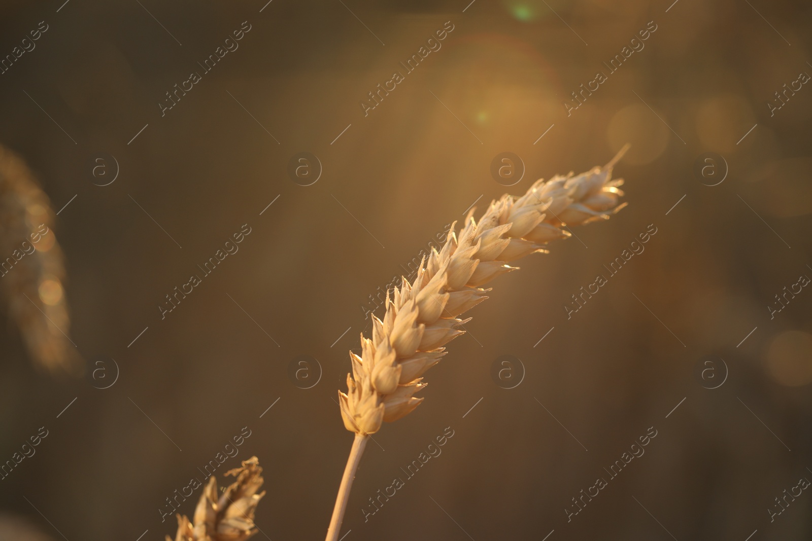 Photo of Ear of wheat in agricultural field on sunny day, closeup