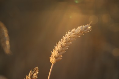 Ear of wheat in agricultural field on sunny day, closeup