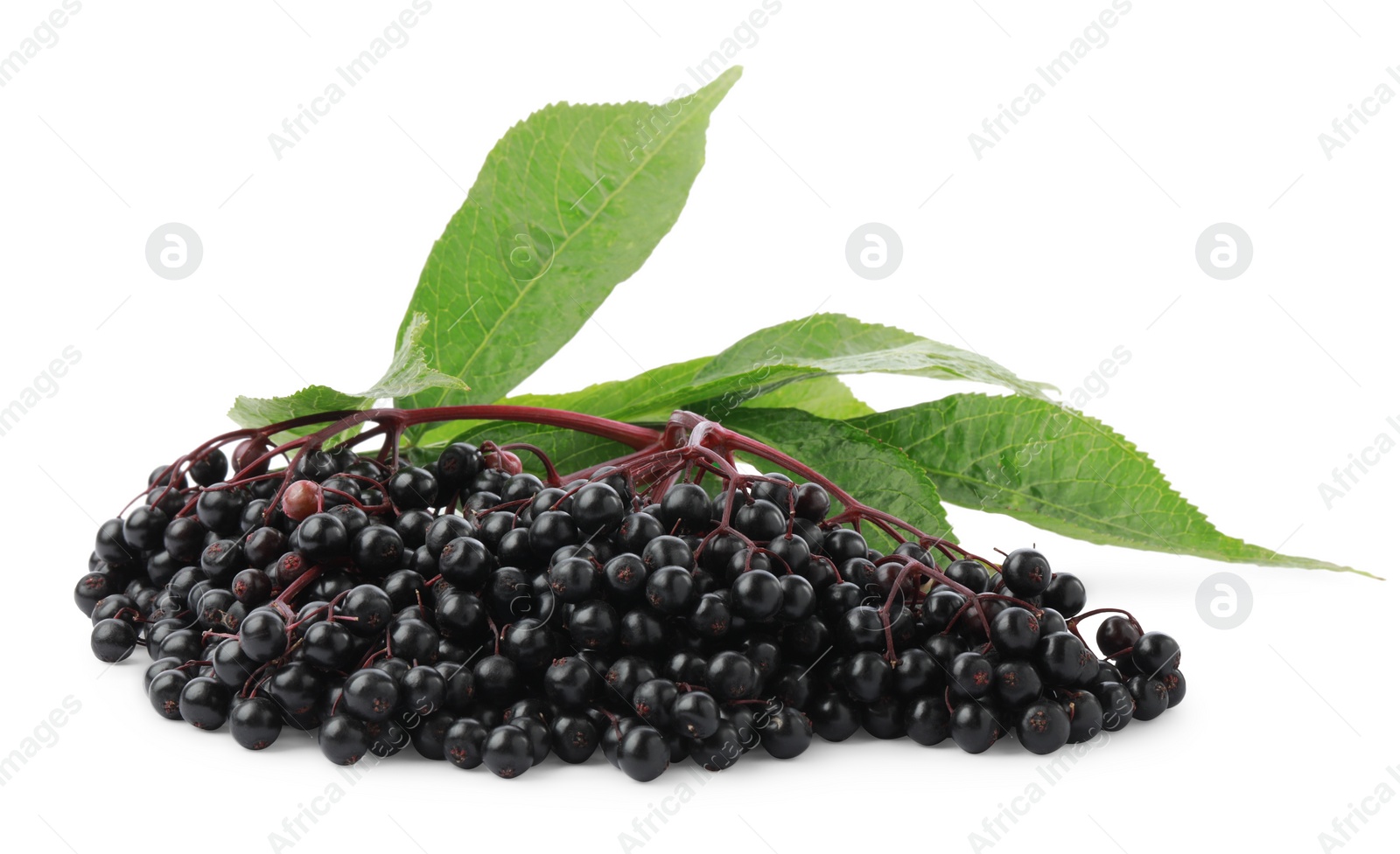 Photo of Bunch of ripe elderberries and green leaves isolated on white