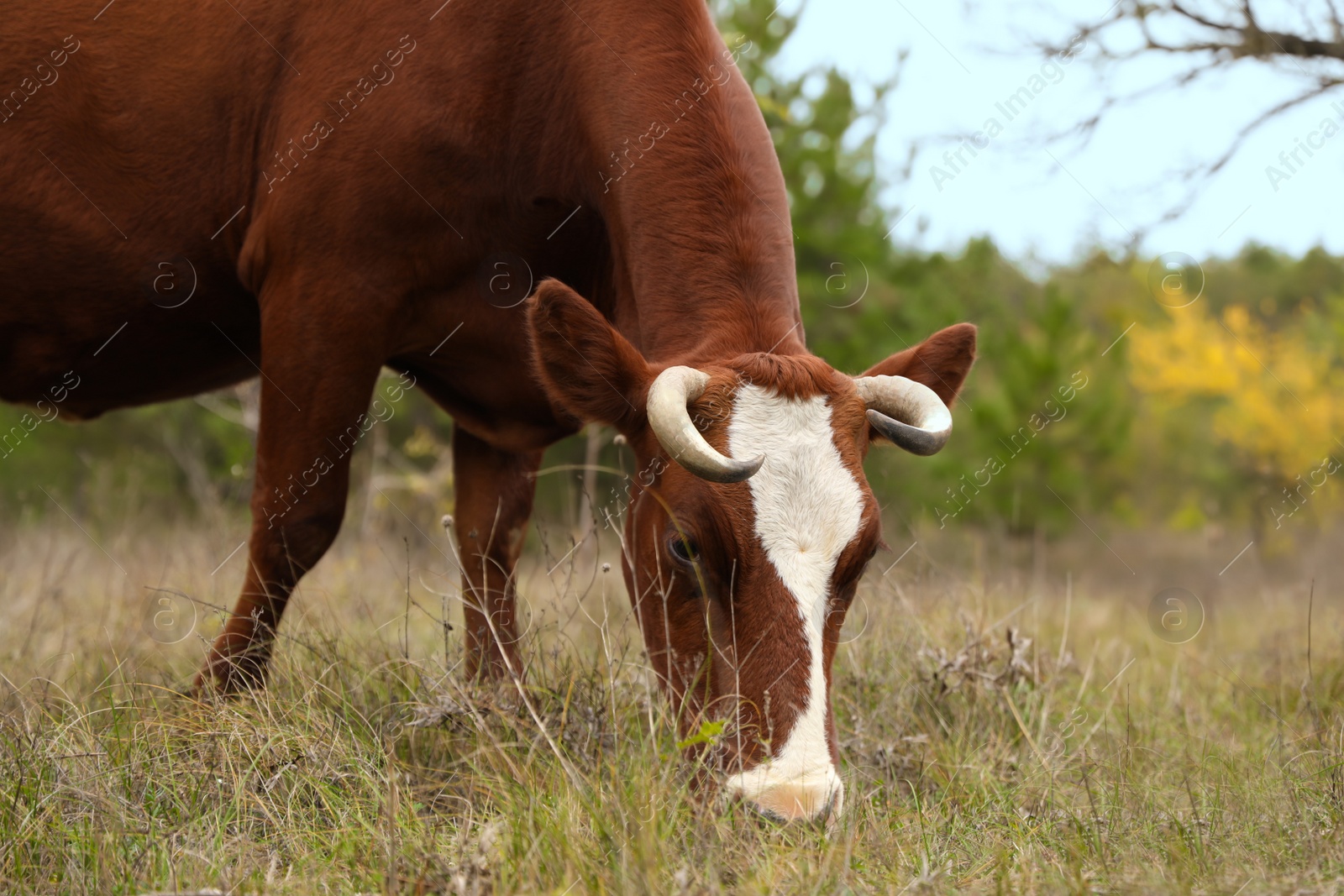 Photo of Cow grazing on green meadow. Farm animal